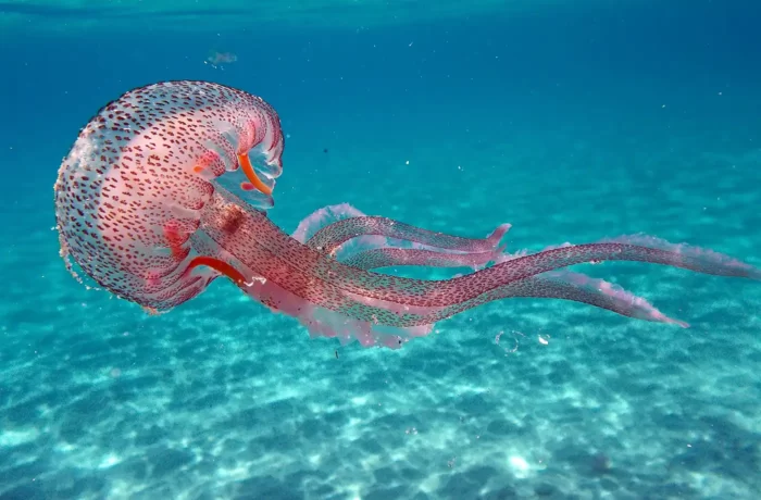 Diving