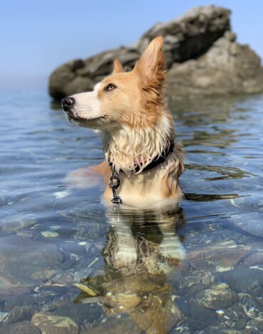 In vacanza con Fido
