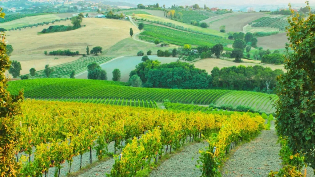 bolgheri_articolo_4_16_9 Bolgheri