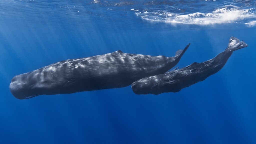 pelagos-blog-1 Pelagos