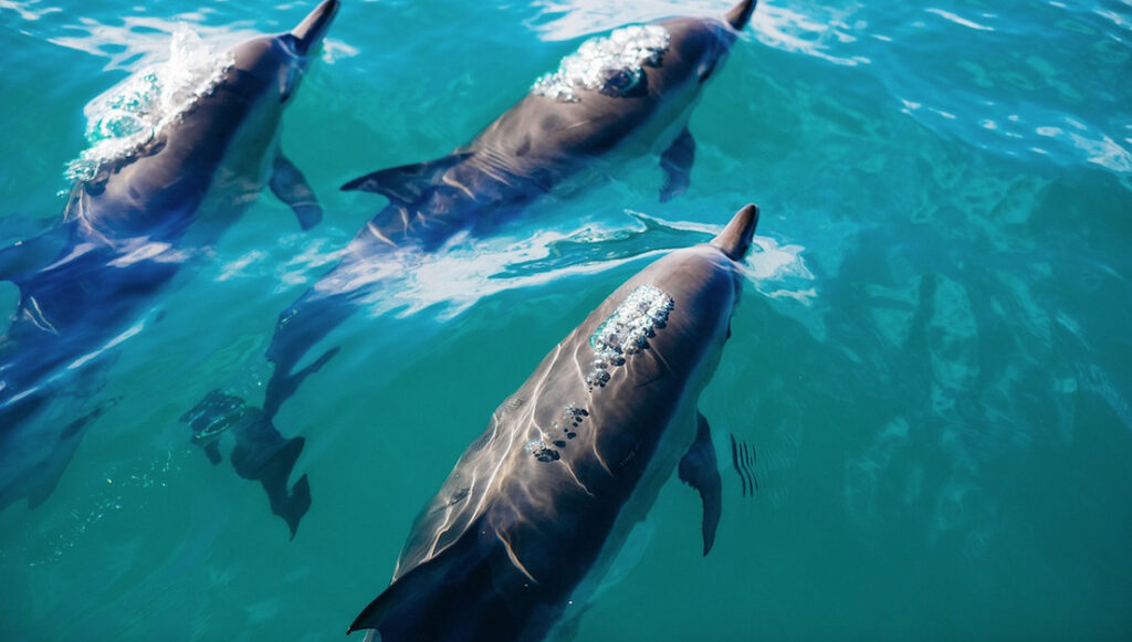 pelagos-blog-2 Pelagos