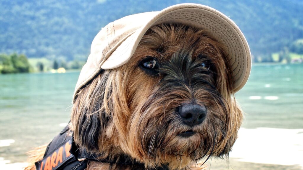 Vacanze pet friendly in Toscana