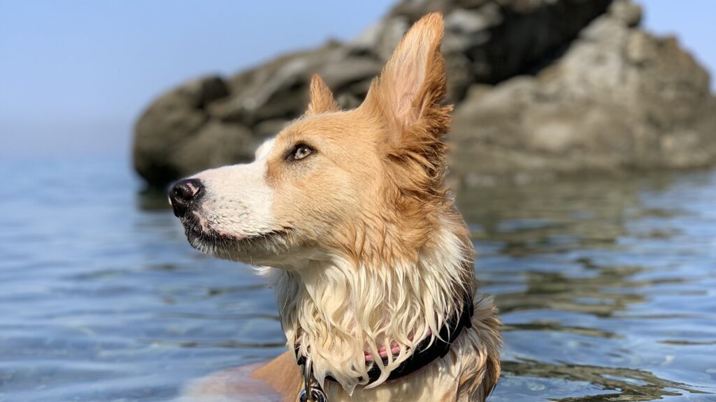 Vacanze pet friendly in Toscana
