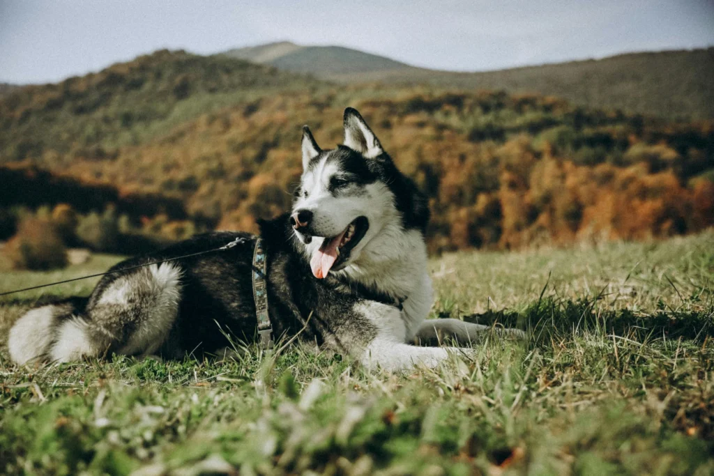 cani in campeggio