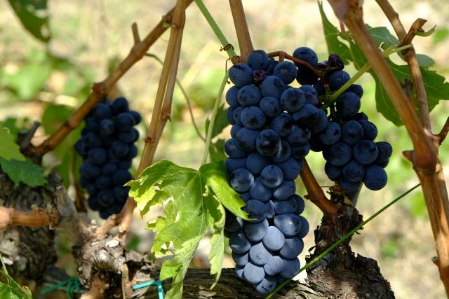 Vino articolo